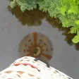 Vol en Montgolfière à Rochefort - L'Ile d'Oléron